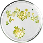 العناية بالبشرة بالطحالب