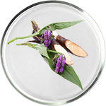 العناية بالبشرة بالألانطوين