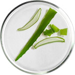 العناية بالبشرة بالألوفيرا