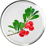 مستحضرات العناية بالبشرة بالأربوتين