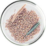 العناية بالبشرة بحمض الأزيليك