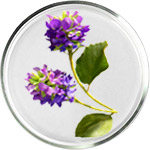 عناية البشرة بالباكوتشيول