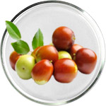 منتجات العناية بالبشرة بزيت الجوجوبا