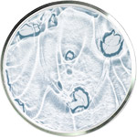 مستحضرات العناية بالبشرة بالنياسيناميد