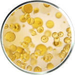 العناية بالبشرة أوميغا 3 و 6