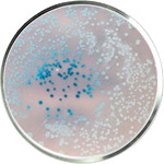 العناية بالبشرة بالبروبيوتيك