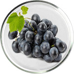 مستحضرات العناية بالبشرة ريزفيراترول