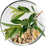 العناية بالبشرة بحمض الساليسيليك