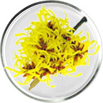 العناية بالبشرة بزهر الساحرة